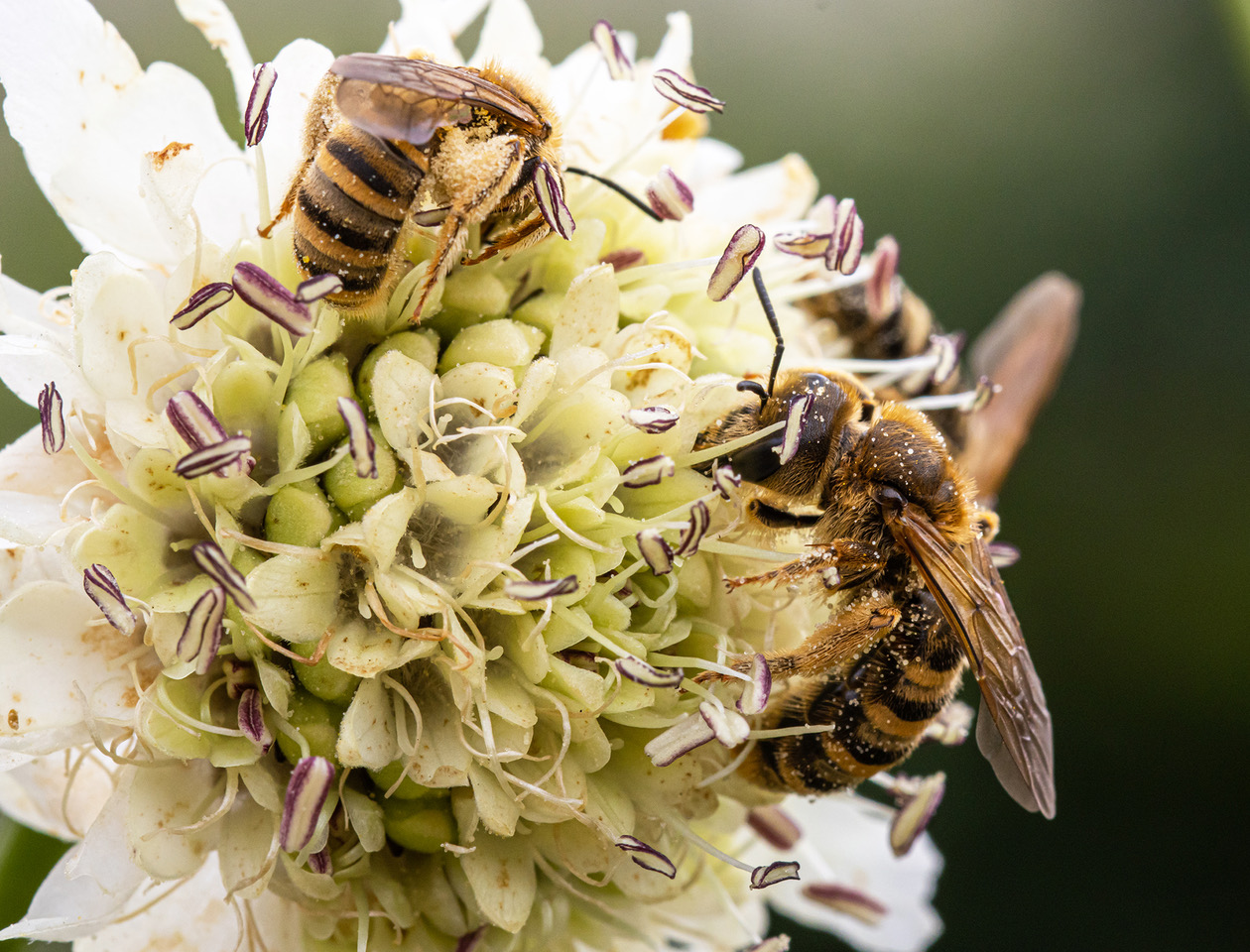 KI generiert: Das Bild zeigt mehrere Bienen, die auf einer großen weißen Blume sitzen und Nektar sammeln. Die Details der Blüten und der Bienen sind deutlich sichtbar.