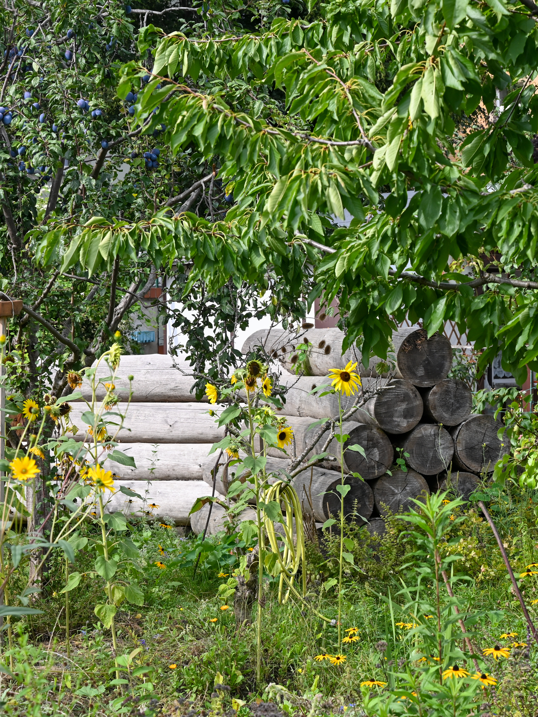 KI generiert: Das Bild zeigt einen Garten mit Sonnenblumen im Vordergrund, Obstbäumen und einem Stapel aus Holzbalken im Hintergrund. Es vermittelt eine ländliche, naturverbundene Atmosphäre.