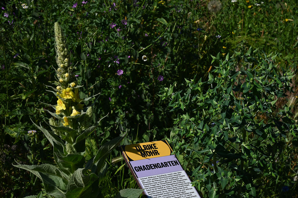 KI generiert: Das Bild zeigt eine Pflanzensammlung in einem Garten, ergänzt durch ein Hinweisschild, das detaillierte Informationen über den "Gnadengarten" bietet. Hinter dem Schild sind verschiedene blühende Pflanzen zu sehen.