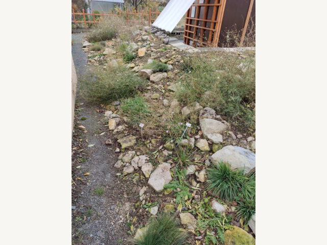 KI generiert: Das Bild zeigt einen Garten mit einem steinigen Pfad, der von Pflanzen und Steinen gesäumt ist. Im Hintergrund ist ein Gebäude mit einer weißen Schrägwand zu sehen.