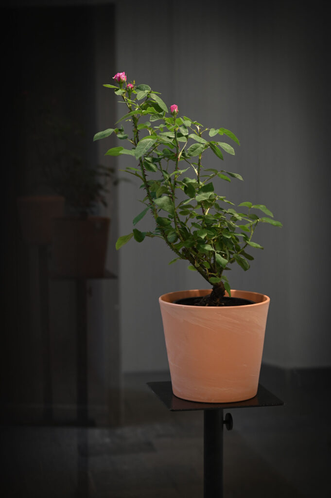 KI generiert: Das Bild zeigt eine Topfpflanze mit grünen Blättern und pinken Blüten, die in einem Terrakotta-Topf auf einem Podest steht. Die Pflanze ist im Fokus und deutlich beleuchtet, während der Hintergrund dunkel und unscharf ist.