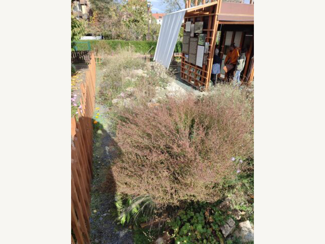 KI generiert: Das Bild zeigt einen Garten mit üppigen Pflanzen und einem Holzzaun, der einen Weg entlangführt. Im Hintergrund ist ein hölzerner Pavillon zu sehen, in dem zwei Personen stehen.