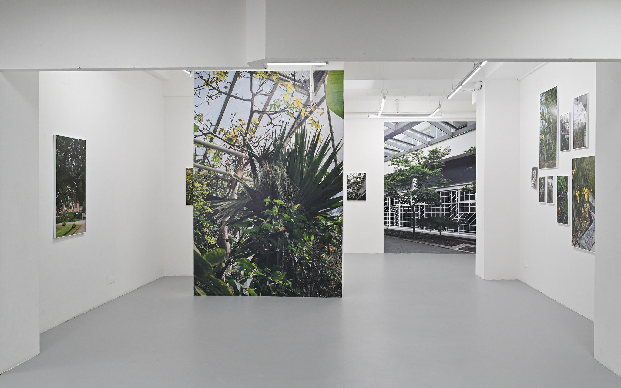 KI generiert: Das Bild zeigt eine Ausstellungsfläche mit weißen Wänden, auf denen großformatige Fotografien von Naturmotiven, insbesondere Pflanzen und Bäumen, präsentiert werden. Die Anordnung der Bilder schafft eine offene und helle Atmosphäre.