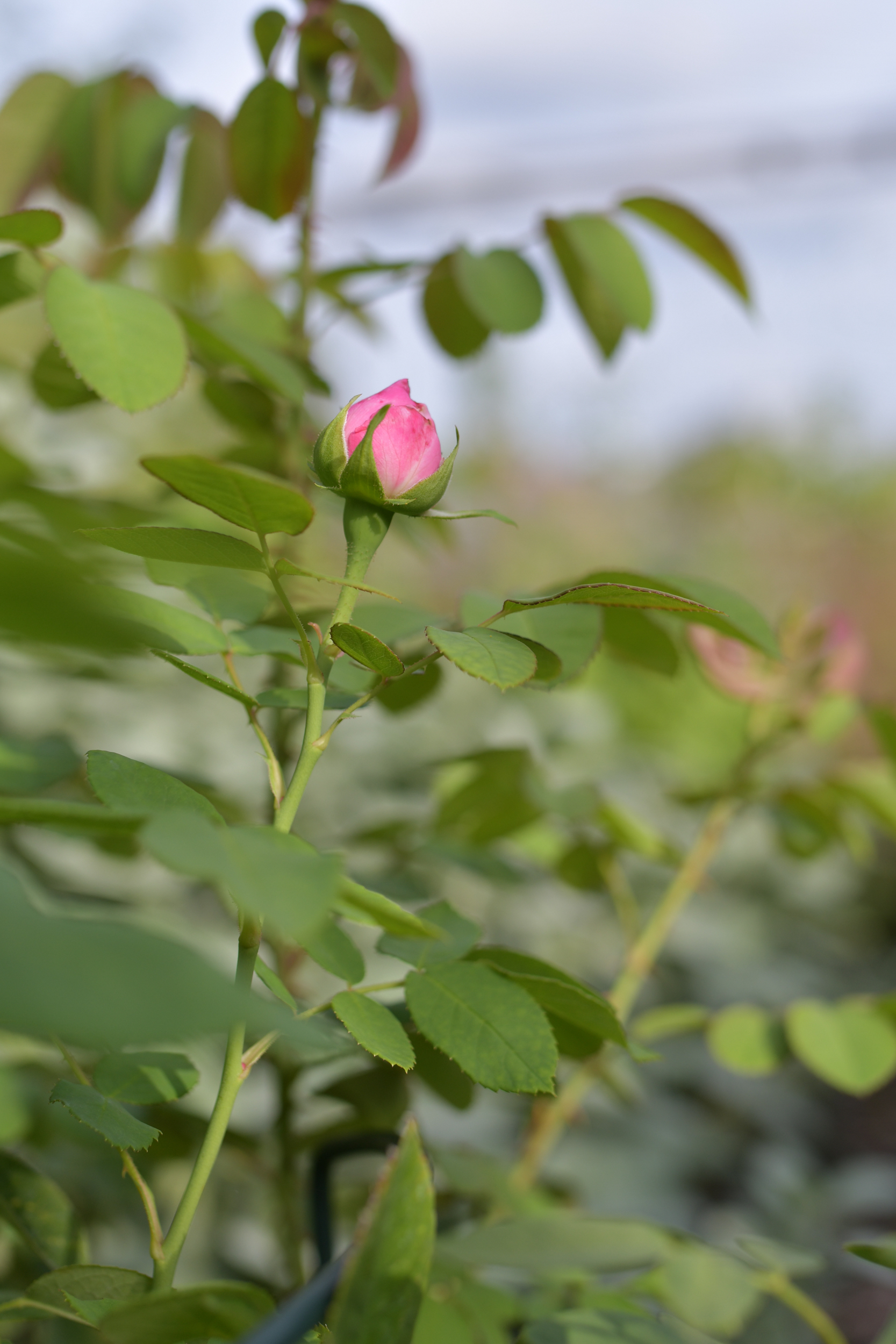 KI generiert: Das Bild zeigt eine grüne Pflanze mit einer ungeöffneten, pinken Rosenknospe im Fokus. Im Hintergrund sind unscharfe Blätter und Pflanzen zu sehen.