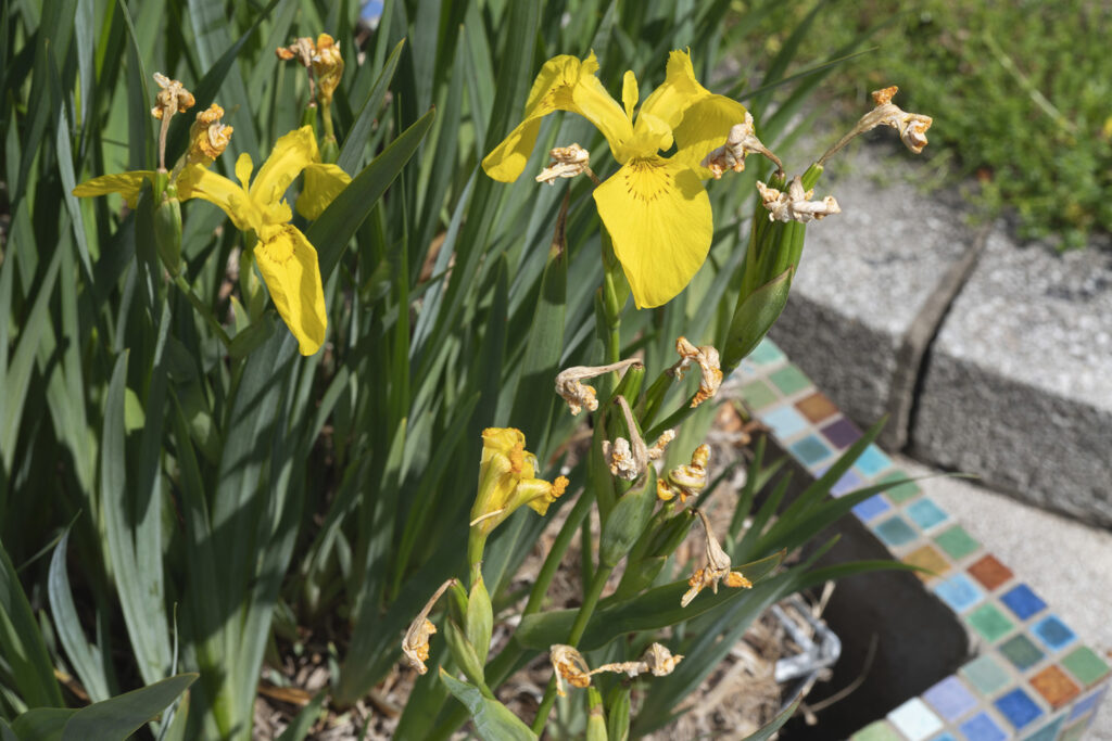 AI generated: The image shows yellow irises standing in a garden bed with green leaves and partly wilted flowers. Colourful mosaic tiles can be seen at the edge of the bed.