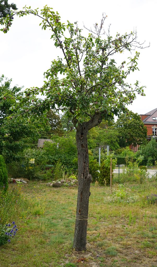 KI generiert: Das Bild zeigt einen einzelnen Baum, der auf einer Grasfläche steht. Im Hintergrund sind weitere Bäume, Büsche und ein Gebäude zu sehen.