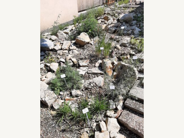 KI generiert: Das Bild zeigt einen Steingarten mit verschiedenen Pflanzenarten, die durch kleine Schilder gekennzeichnet sind. Der Garten besteht hauptsächlich aus Steinen und Geröll, zwischen denen die Pflanzen wachsen.
