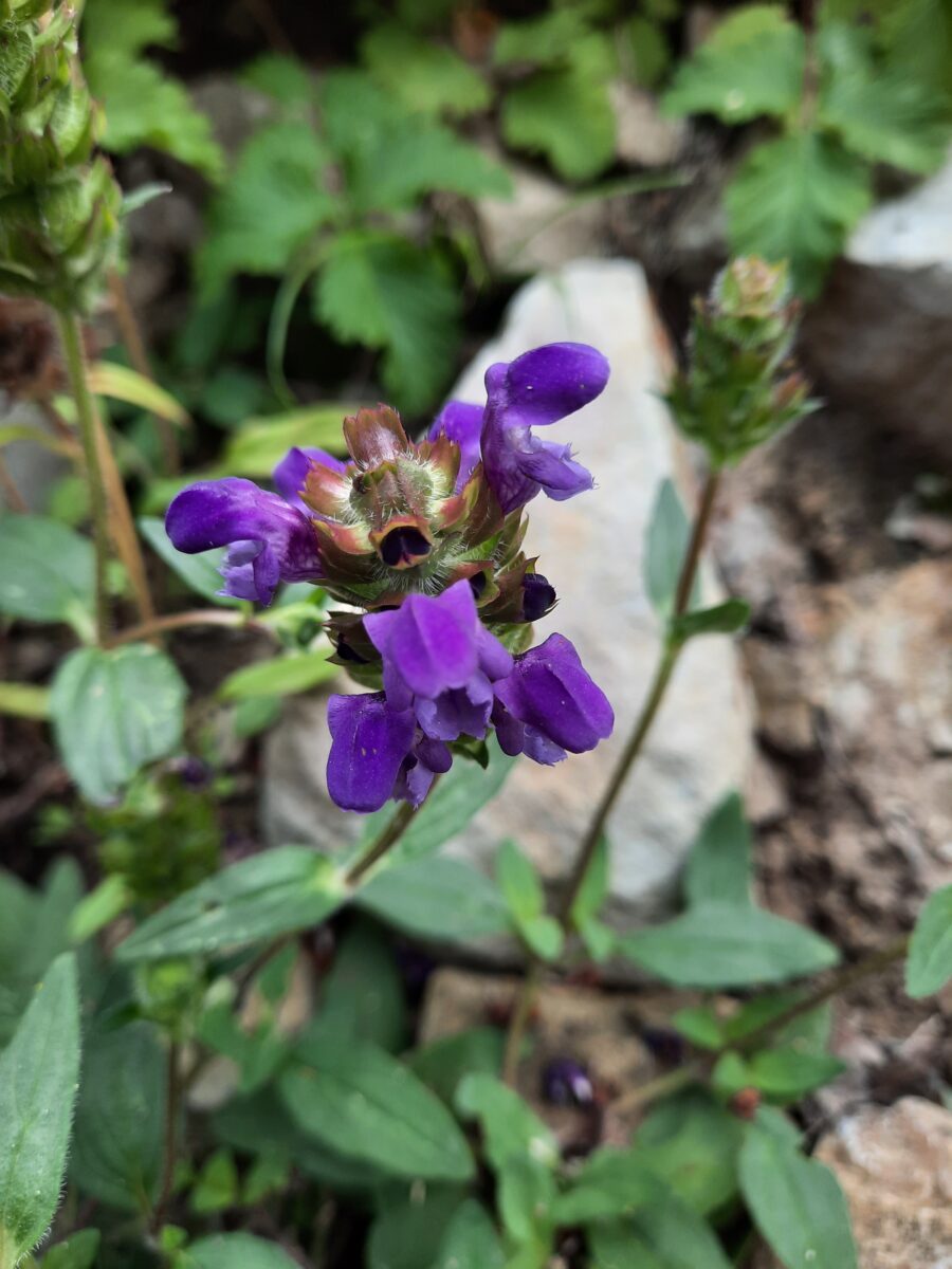 KI generiert: Das Bild zeigt eine Nahaufnahme einer violetten Blume mit grünen Blättern und Stängeln. Im Hintergrund sind unscharfe Elemente aus natürlichen Materialien wie Felsen und weitere Pflanzen zu sehen.