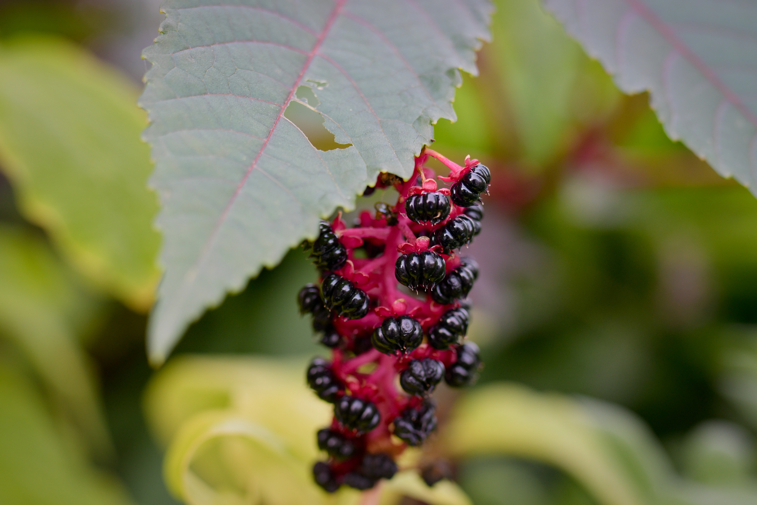 KI generiert: Das Bild zeigt eine Nahaufnahme eines Zweiges mit dunkelroten Beeren und einem dahinterliegenden, teilweise beschädigten Blatt. Die Farben der Pflanze heben sich lebendig vom unscharfen Hintergrund ab.